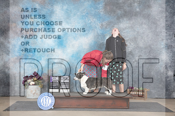 Cardigan Welsh Corgi #14 Sat WBMCH Judge Del Richards__JP_7121_Belton_2024_HR3