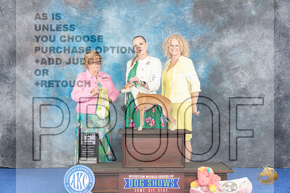 Italian Greyhound #12 WED BISw Judge Prudence Hlatky__JP_6496_Houston_2024_HR3