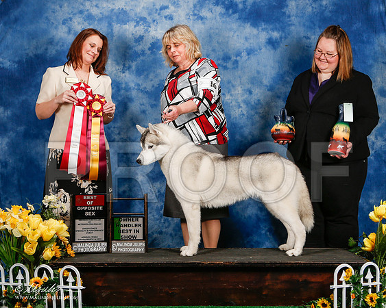 _ST_4135-2-AddisonHuskyMar2015-HR3