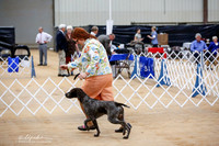 German Shorthaired Pointer Sat Ring