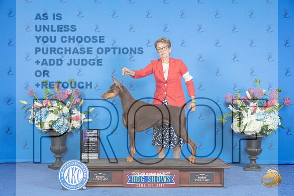 Doberman #44 SUN WB Judge Annella Cooper__JP_0057_Houston_2024_HR3