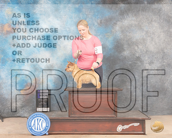 Norwich Terrier #10 Sun WB Judge Mary Carberry-MMJ_4497-Abilene2022-HR3