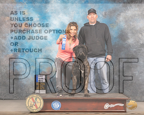Bullmastiff #17 Sun 6to91st Judge James FehringMMJ_4924_Mdlnd2022_HR3