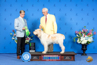 Spinone Italiano #7 OHG2 SAT Douglas Johnson