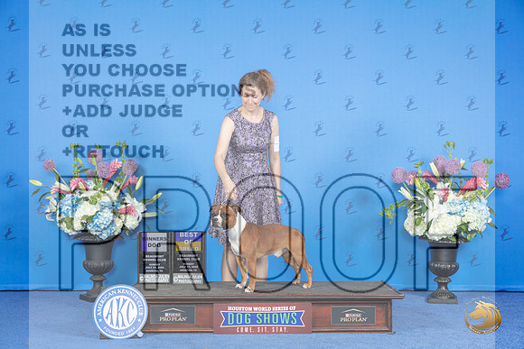 Staffordshire Bull Terrier #7 SUN WD BOB Judge Debbie Freeman__JP_0250_Houston_2024_HR3