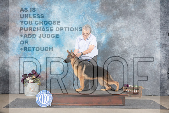 German Shepherd Dog # Oscar Queen__JP_7171_Belton_2024_HR3