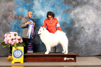 Samoyed #7 THUR WD BOW Judge Luis Sosa