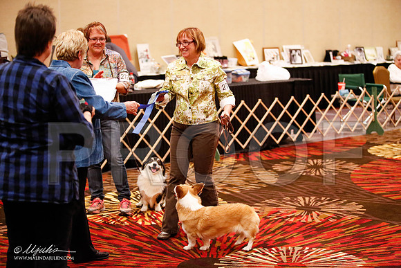 _JJ_8049-HstnCorgiFeb2015-HR3