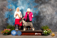 Schnauzer Std #9 Sun BOB Judge Jan Paulk