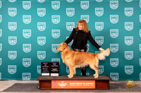 Golden Retriever #198 Sun BOWCHTD Judge Tina Camp