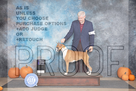 Boxer #16 Thurs WB Judge Ken Murry__JP_9303_Humble_2024_HR3