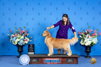 Golden Retriever #40 WED WB BOW M Judge ? r