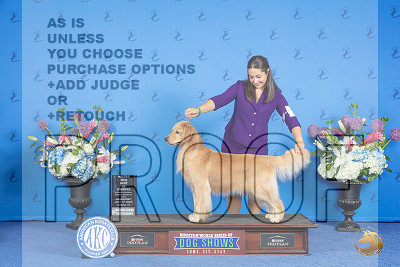 Golden Retriever #40 WED WB BOW M Judge r__JP_0291_Houston_2024_HR3