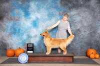 Golden Retriever #18 Sun WBBOW NCH Judge Ann Roth
