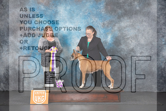 Boxer #152 Fri VBIS Judge Tracey Kallas__JP_1139_UKCLNGVIEWOCT2024_2024_HR3