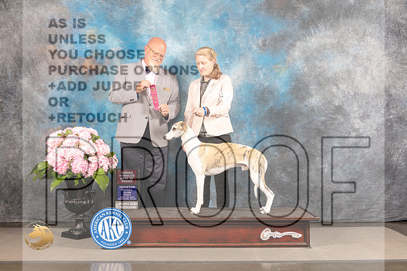 Whippet #11 FRI OHBOB Judge Jeffery Bazell_MJ_4844_Houston_2022_HR3