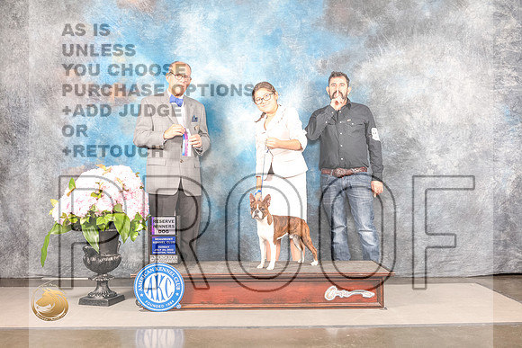 Boston Terrier #27 Sun WD Judge Luis SosaBoston Terrier #27 Sun WD Judge Luis Sosa_MJ_7704_Houston_2022_HR3_Houston_2022_HR3