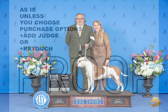 American Staffordshire Terrier #7 SAT SD NGC M Judge Nancy Liebes__JP_9812_Houston_2024_HR3