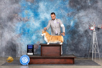 Pembroke Welsh Corgi #16 Sat G1 Judge Pat Trotter