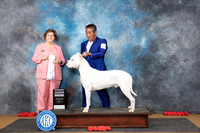 Dogo Argentino #5 Su G4 Judge Nikki Riggsbee