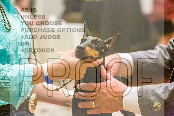 Manchester Terrier MTOY Candids-JJL_2089-Hstn2022_HR3