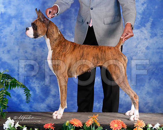 boxer-5761-HstnNov13-HR
