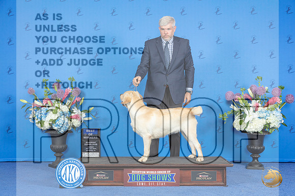 Labrador Retriever #17 SUN BOW Judge Sandra Lex__JP_0568_Houston_2024_HR3