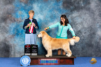 Golden Retriever #19 WED BOS BV Judge Ellen Hardin
