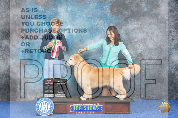 Golden Retriever #19 WED BOS BV Judge Ellen Hardin__JP_6956_Houston_2024_HR3