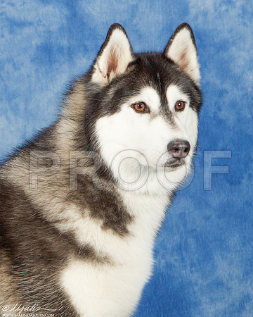 _ST_4116-AddisonHuskyMar2015-HR3