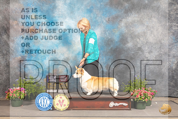 Pembroke Welsh Corgi #5 Thur BOBOHBOB Judge Michael Canalizo r_MJ_0044_SA_2022_HR3