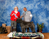 Bouvier des Flandres #8 Sat BOW Maj +A2