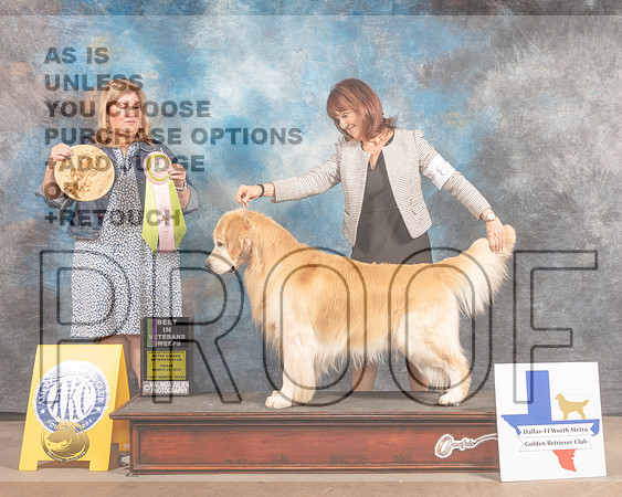 Golden Retriever #85 FRI BVet Judge Ellen Schultz-MMJ_6915-FW2022-HR3