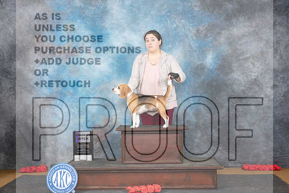 Beagle #10 Sun WB JUdge Beth Downey__JP_0716_Sulphur Springs_2024_HR3