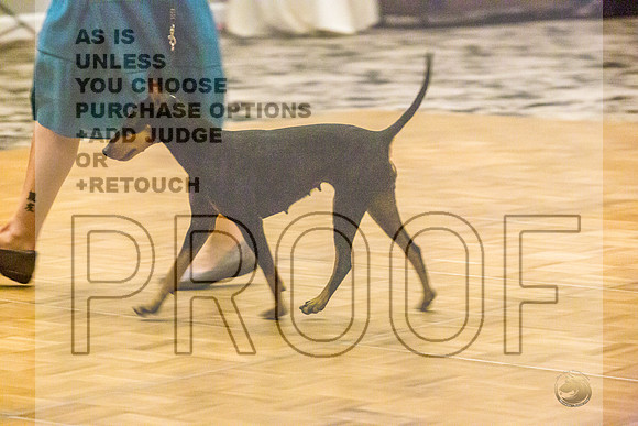 Manchester Terrier MTOY Candids-JJL_2137-Hstn2022_HR3