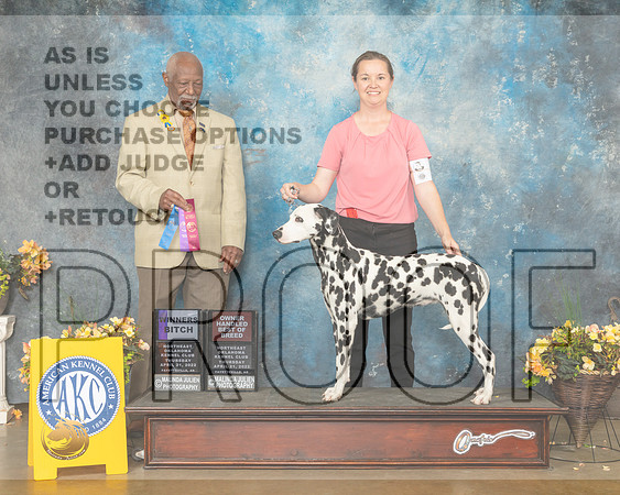 Dalmatian #6 Thur OHBOB Judge Eugene Blake-MMJ_9077-NWARK2022-HR3