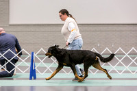 Beauceron Rings Fri Ring 1