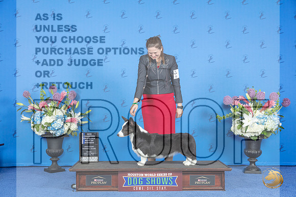 Cardigan Welsh Corgi #6 FRI WB BOW NC M Judge Annella Cooper__JP_8726_Houston_2024_HR3