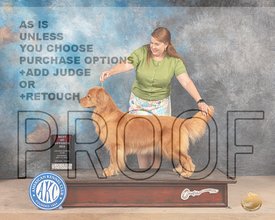 Golden Retriever #6 Sat BOS Judge Eric Liebes-MMJ_3937-Abilene2022-HR3