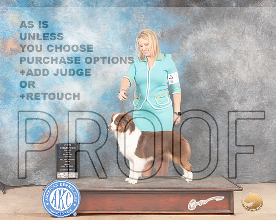 Miniature American Shepherd #12 Fri WBCh Judge Eric Liebes-MMJ_4594-Abilene2022-HR3