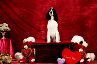 English Springer Spaniel Cherilyn Clark