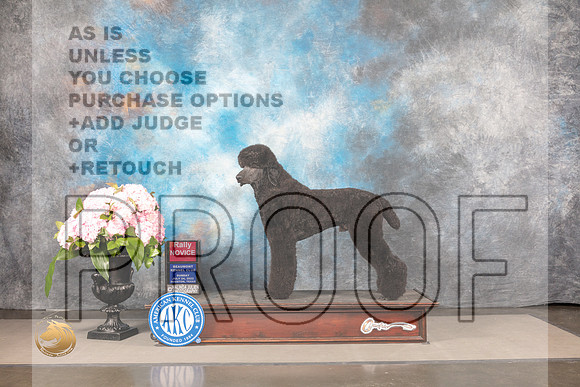 Poodle Standard #92 FRI Rally Judge?_MJ_7986_Houston_2022_HR3