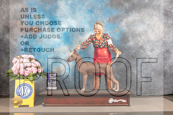 Xoloitzcuintli #? SUN WD Major Judge? SAN ANTONIO_MJ_3896_Houston_2022_HR3