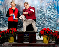Bedlington Terrier #15 Fri BOW Bravo Cheryl and Lucy Heyman Judge Betty-Anne Stenmark