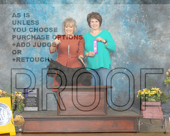 Scottish Terrier #12 Sat WB Judge Grace Fritz-MMJ_0607-NWARK2022-HR3
