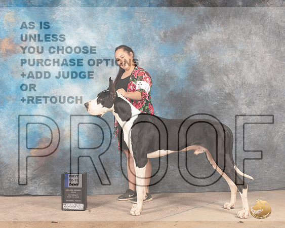 Great Dane #23 Sun 12-181st Judge Eric Liebes-MMJ_4818-Abilene2022-HR3