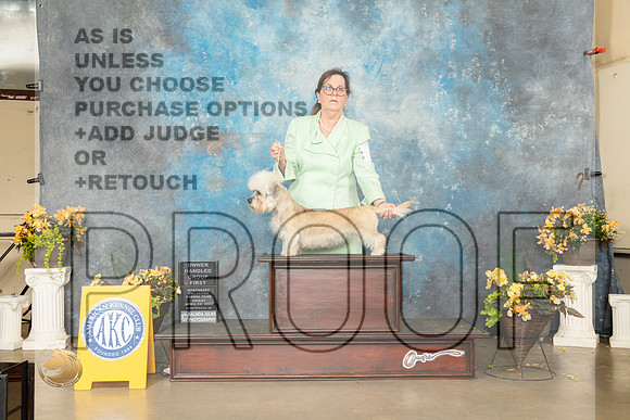 Dandie Dinmont Terrier #6 Fri OHG1 Judge Carol Jean Nelson-MMJ_9858-NWARK2022-HR3