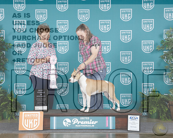 American Pittbull Terrier #123 Wed BF Judge Sue Phillips_WP_5846-UKC Premier 2025-HR3