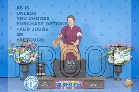 Lakeland Terrier #5 WED SwG3 Judge Paula Cohen__JP_8438_Houston_2024_HR3