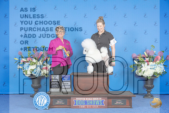 Poodle Miniature #8 SAT WB BOW BOB NC Judge Sandra Lex__JP_9804_Houston_2024_HR3